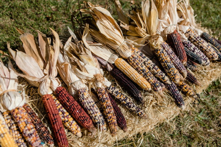 Hopewell Harvest Fair reveals contest winners