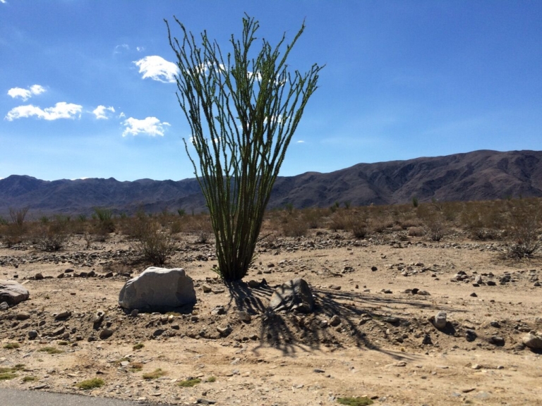 Crumbling cliffs, thirsty bees and perspective: things I found in the desert