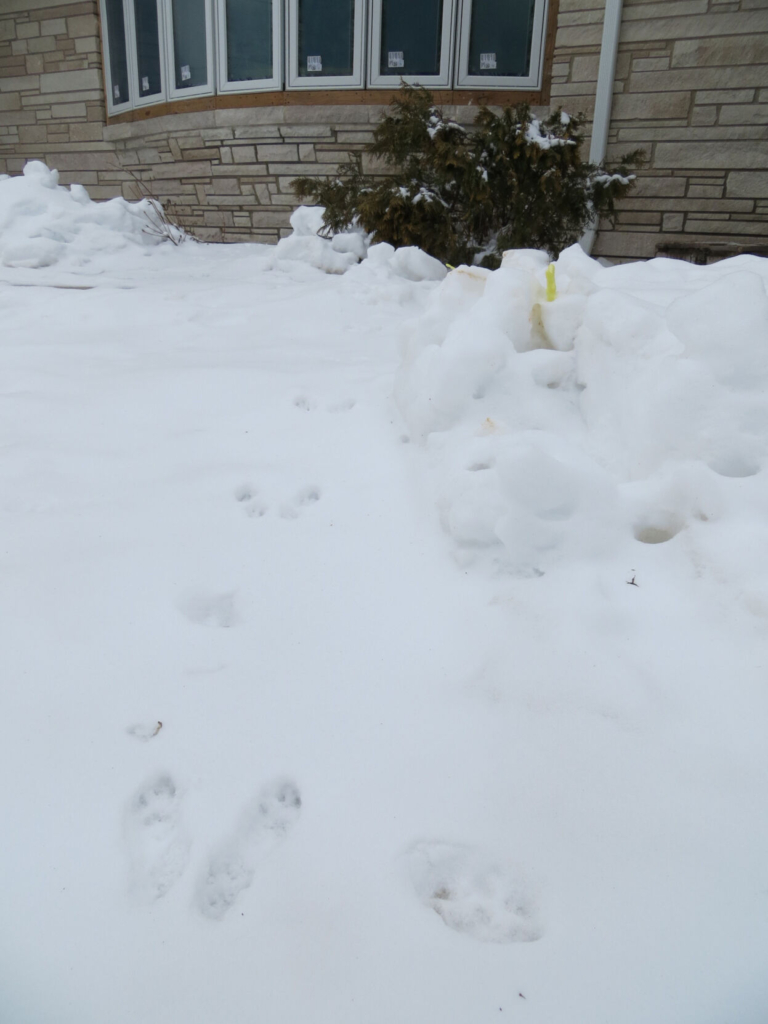 Celebrate the start of winter at Tulpehaking Nature Center