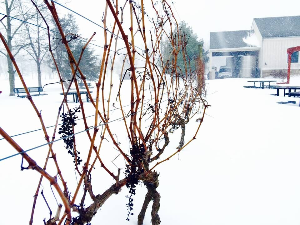 12572979_10153269429791109_3067140927666425132_n