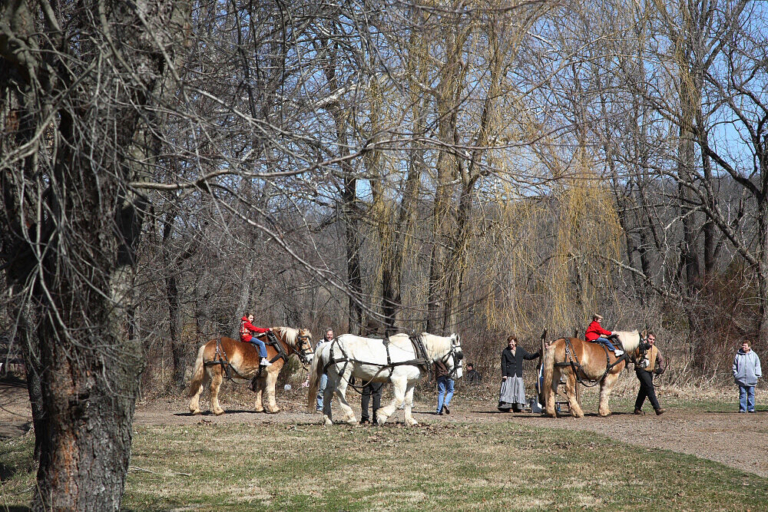 Ride workhorses at Howell Living History Farm this weekend