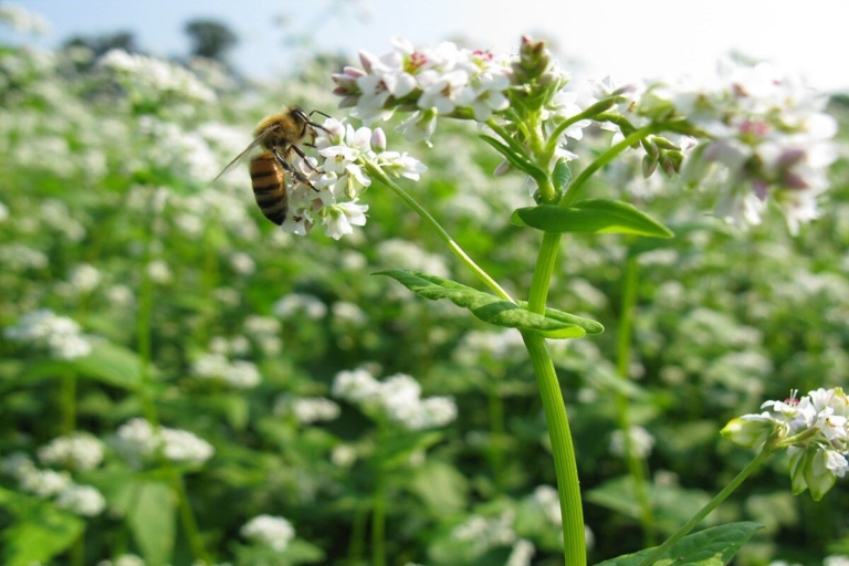 Howell Living History Farm to present honeybee program this weekend