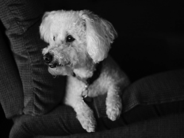 A dog’s legacy: teaching the essence of a life well-lived
