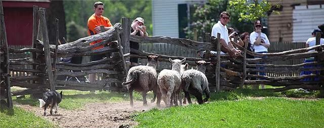 thumbnail_Sheep shearing