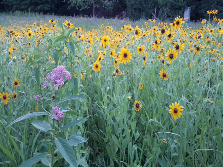 House with a view: homeowners turn drainage basin into a meadow