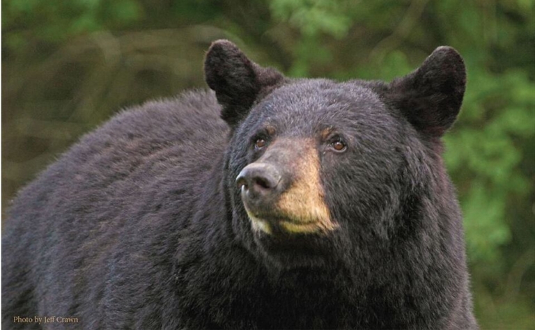 Lawrence Township Animal Control on how to handle a wild animal