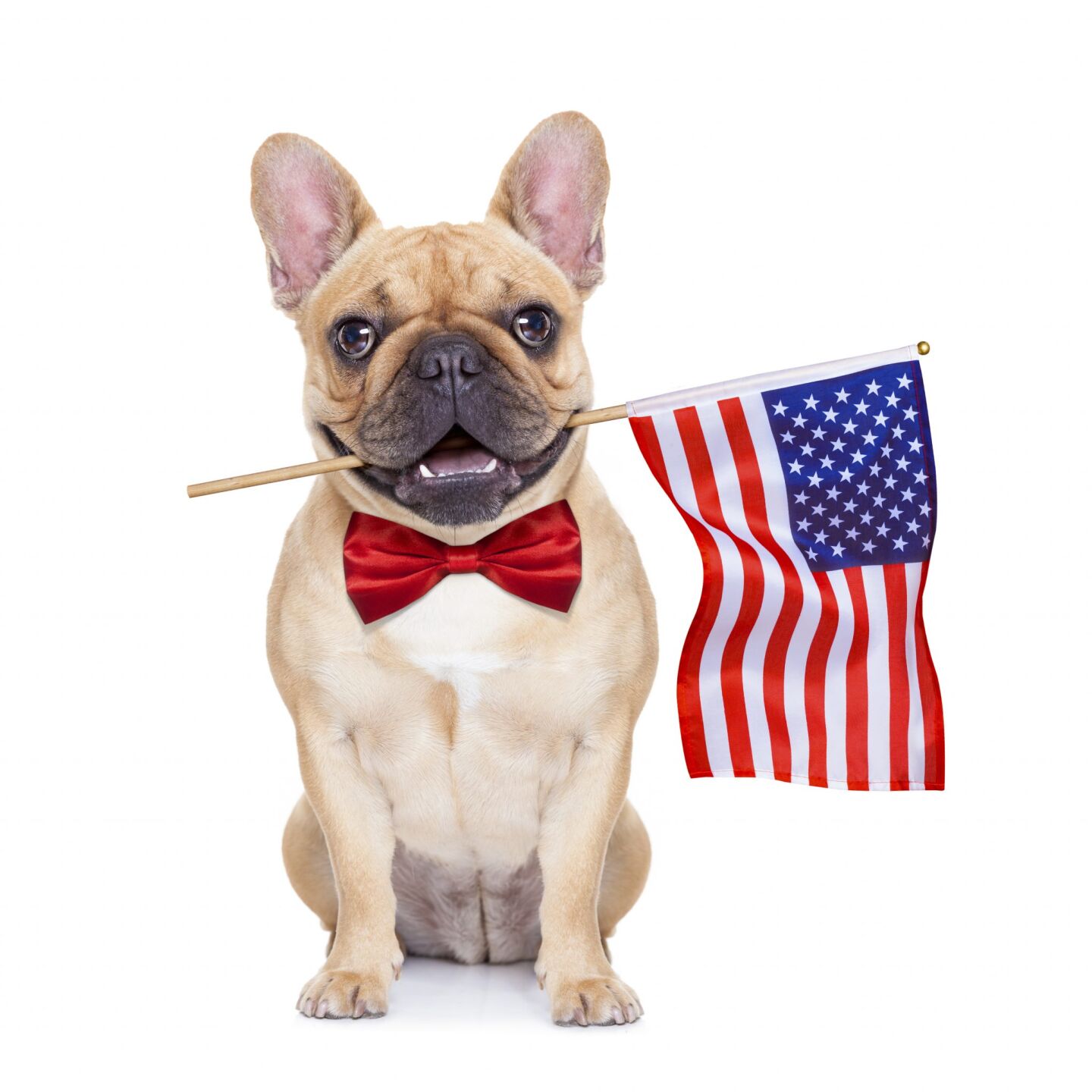 Patriotic Pup