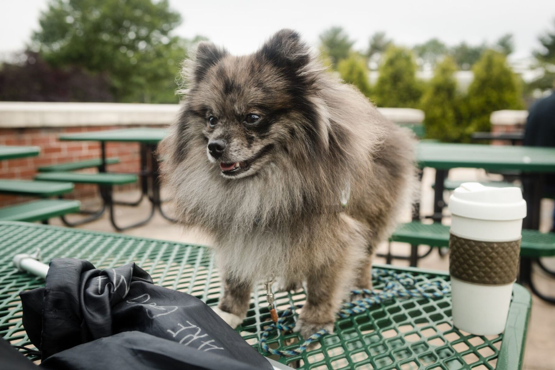 Therapy dogs help Hopewell Valley students ace their final exams