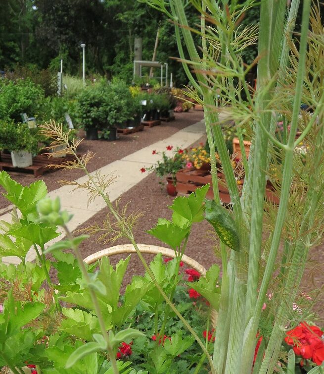 Black Swallow Tail – Crystalis