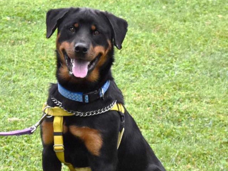 EASEL Animal Rescue League’s September rescues of the month