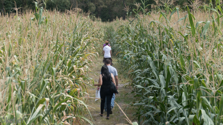 Howell Farm corn maze now open through October