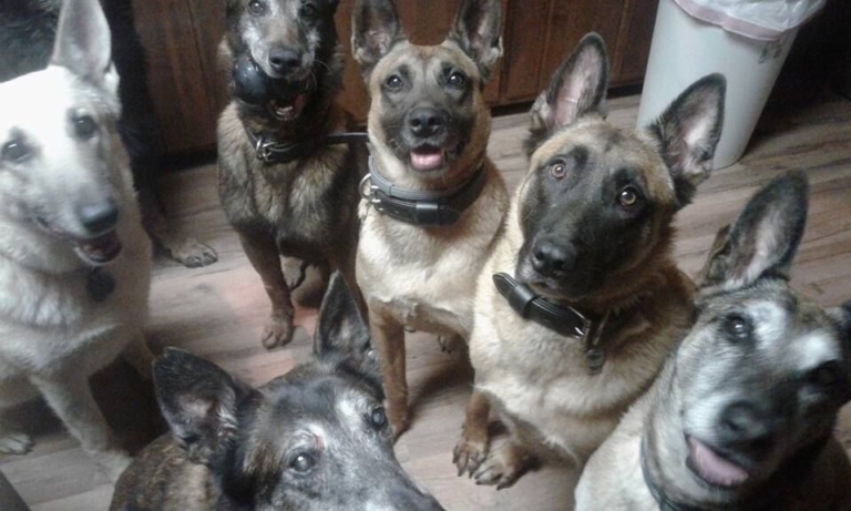 Hopewell Calvary Baptist Church to host K-9 Hero Haven fundraiser