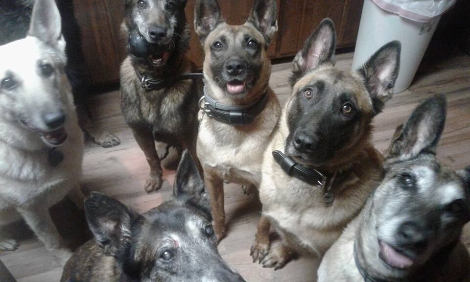 15825756_1289801614428277_1162221241633118475_n