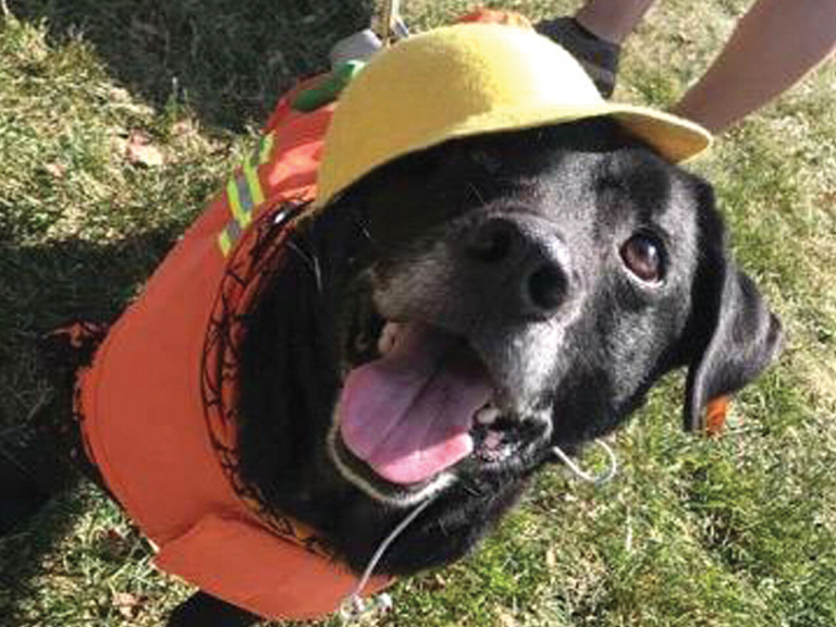 EASEL Animal Rescue League’s November rescues of the month