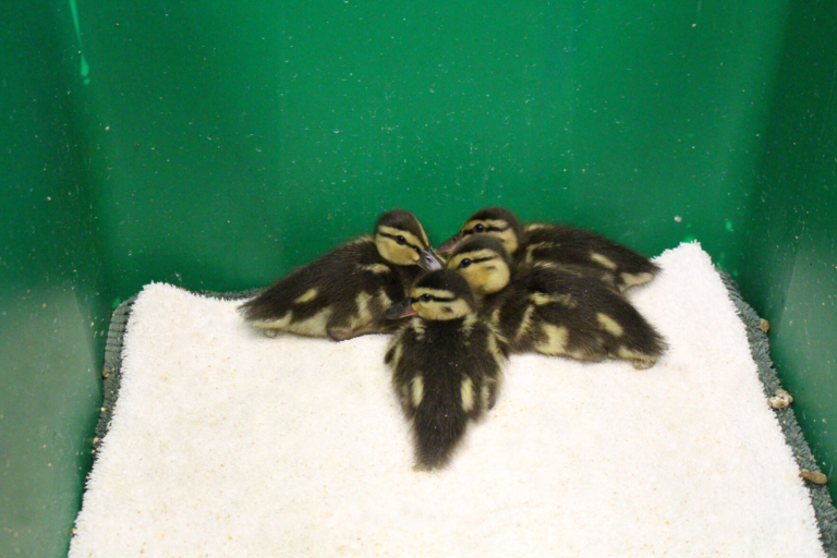 Love animals? Volunteer with the Mercer County Wildlife Center