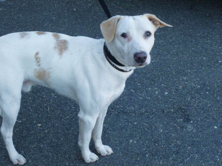 EASEL Animal Rescue League’s February rescues of the month