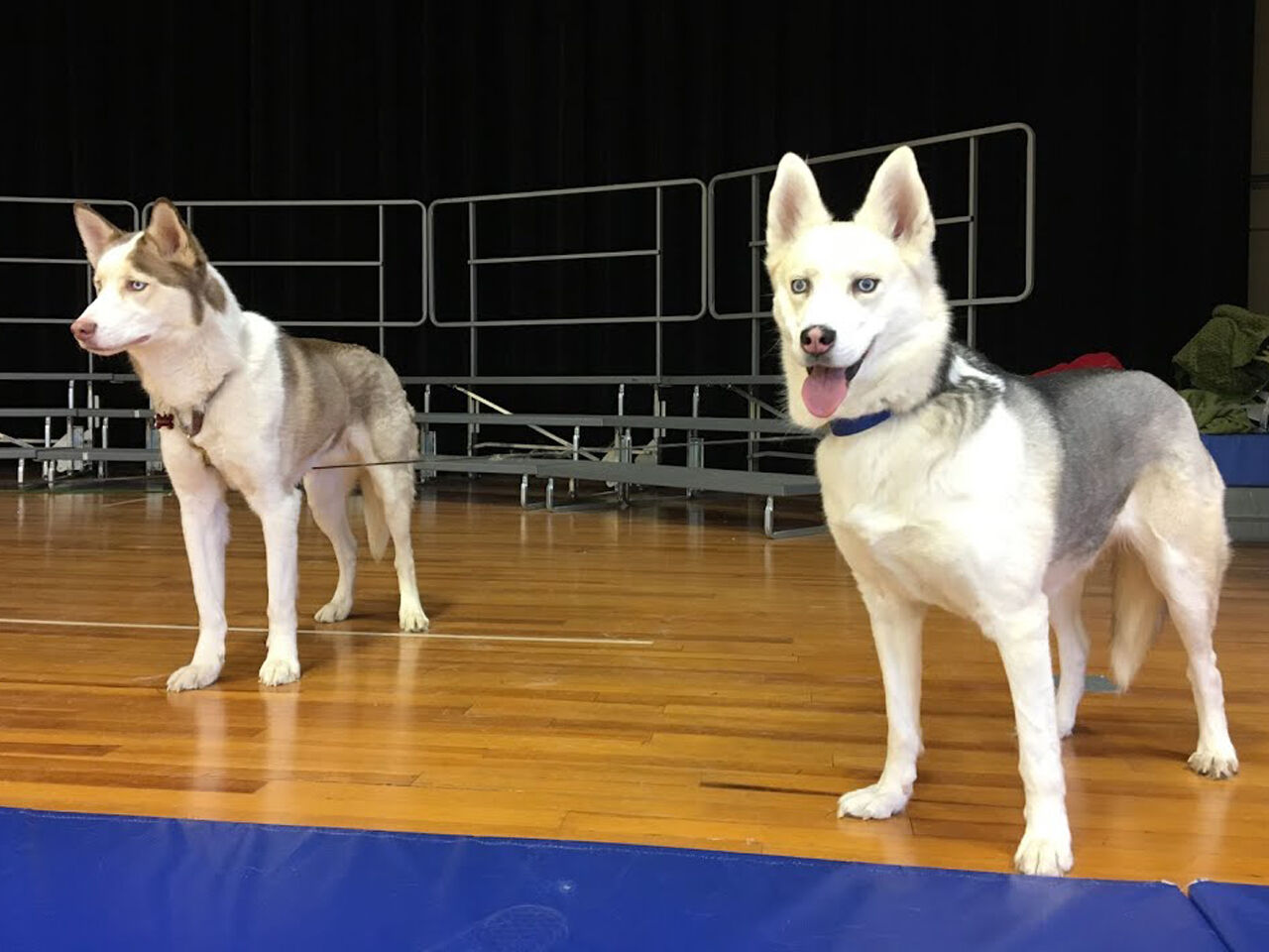 Sled dogs take Clara Barton Elementary School