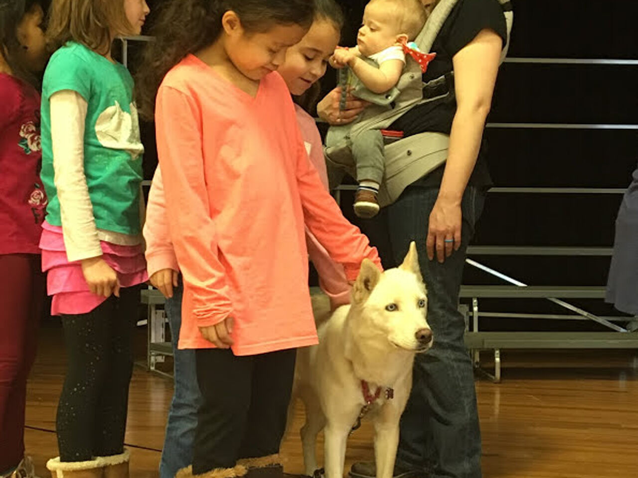 Sled dogs take Clara Barton Elementary School
