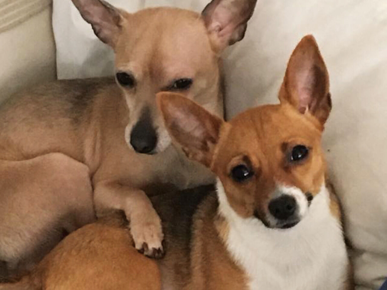 Betting on Black: Two dogs are better than one