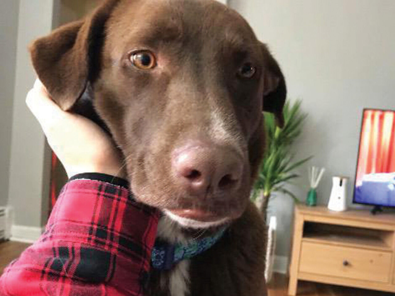 EASEL Animal Rescue League’s March rescues of the month