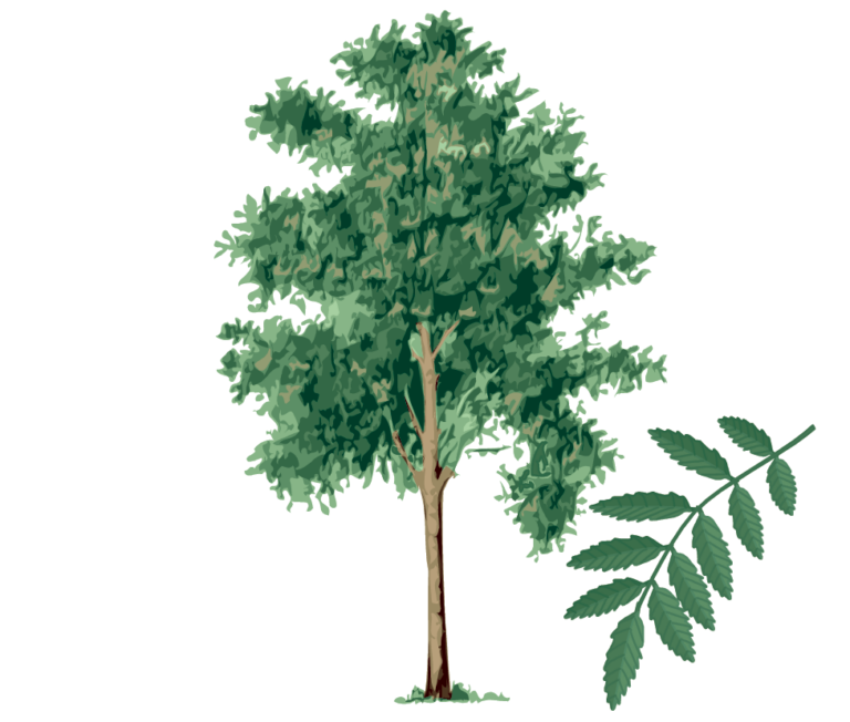 Branch out at Bordentown Arbor Day tree planting, set for April 14