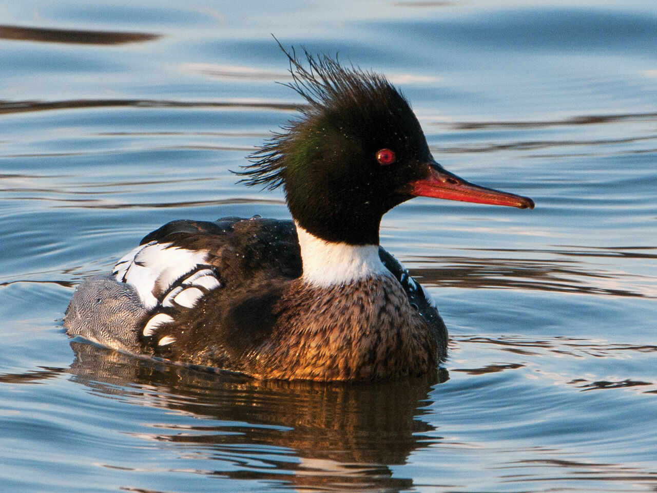 Leigh Faden Red Breasted Merganser(DSC_9824)