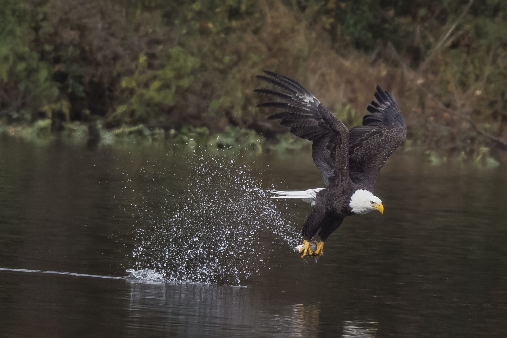 Leigh Faden Bald Eagle Copy (_DSC7485)