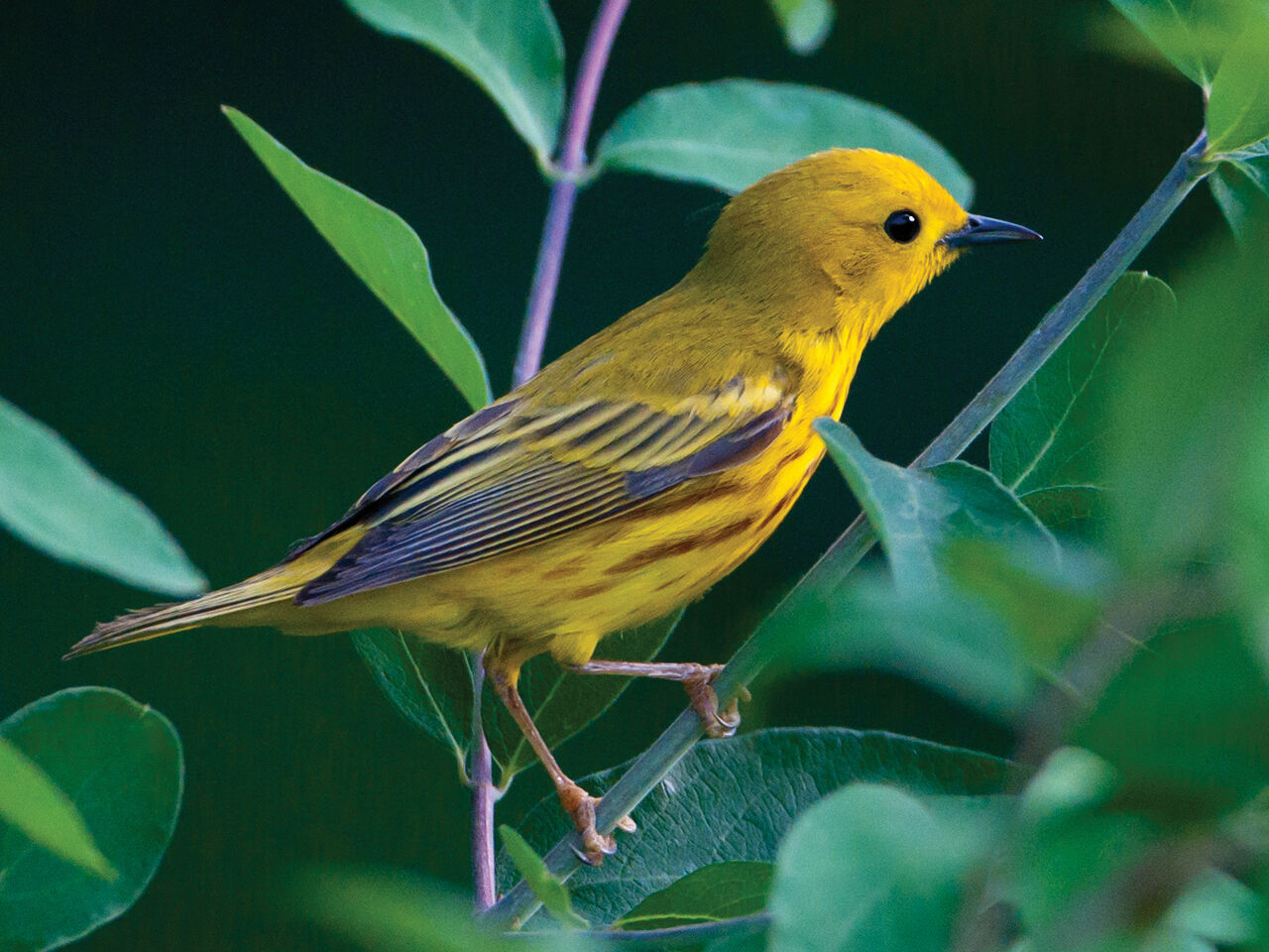 Leigh Faden Yellow Warbler (DSC_8290)