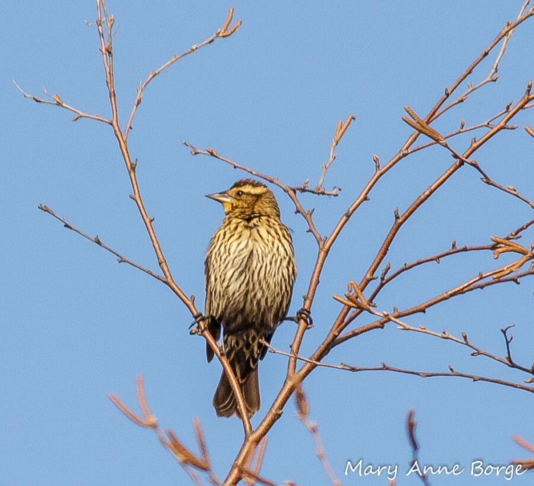Tulpehaking Nature Center to offer Birding 101 series in April