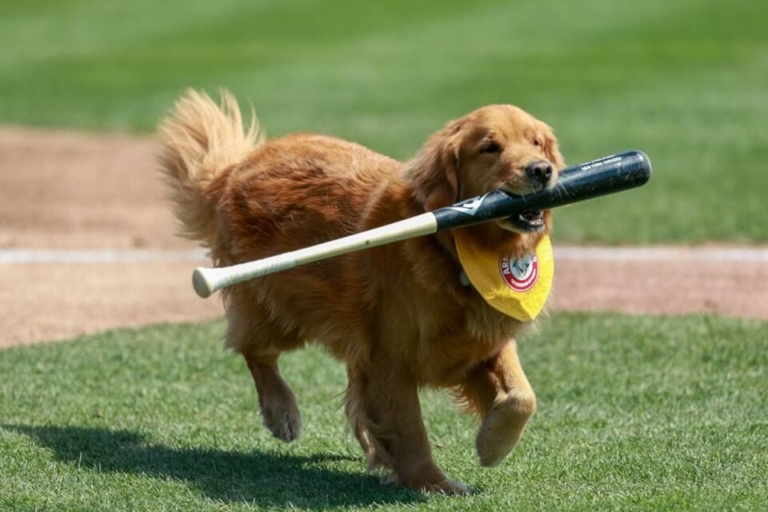 Hamilton news roundup: Trenton Thunder day, job fair slated for April