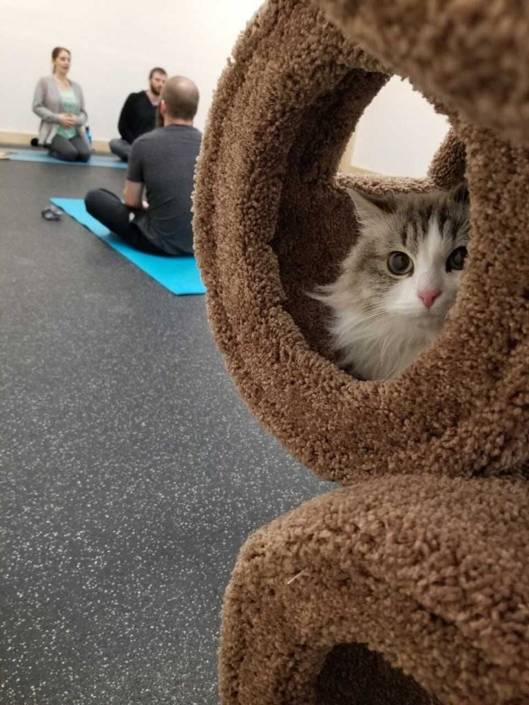 Downward-facing cats: Hamilton pet shop offers yoga classes with cats
