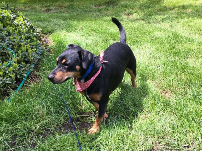 EASEL Animal Rescue League’s May rescues of the month