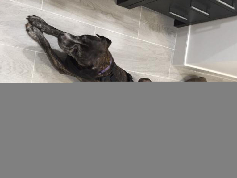 EASEL Animal Rescue League’s June rescues of the month