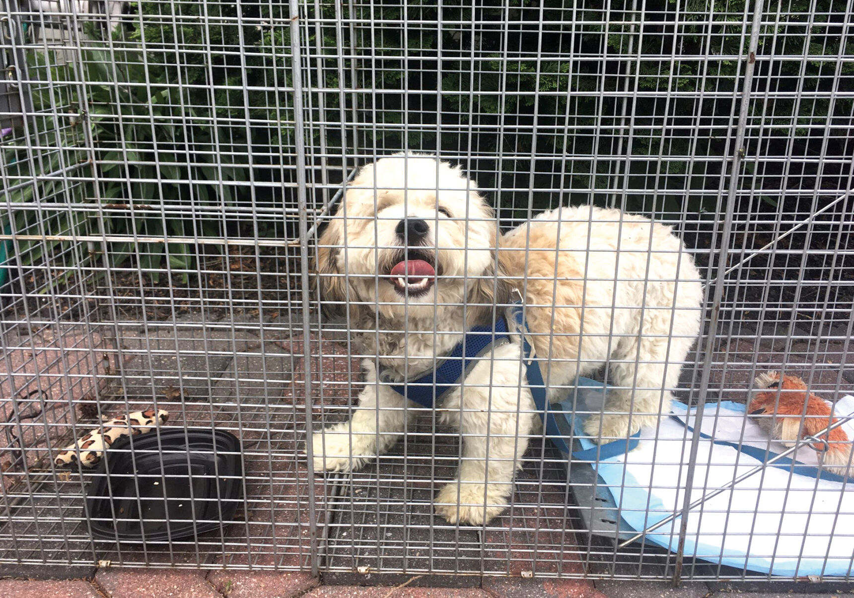 2018 07-26 BAxter IMG_1174003