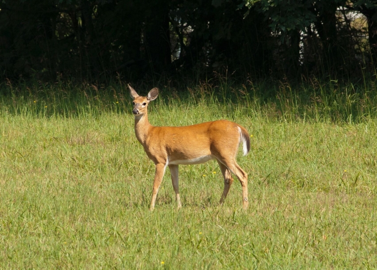 Deer management set for Baldpate, Mercer Meadows
