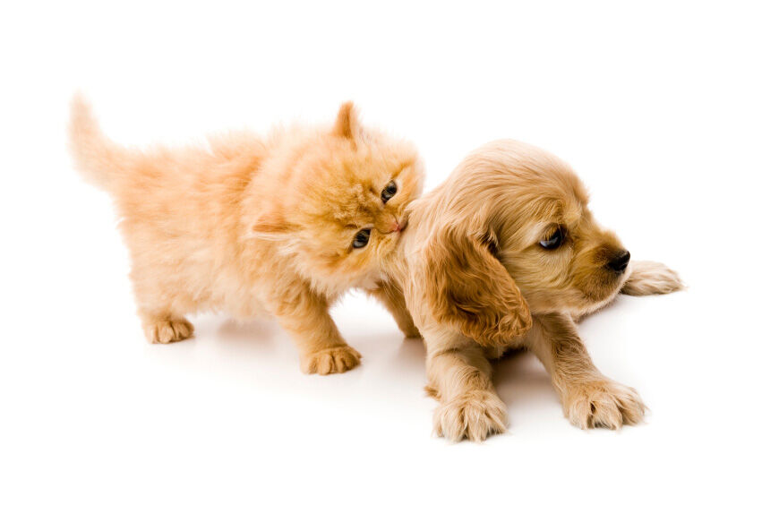 kitten & Puppy