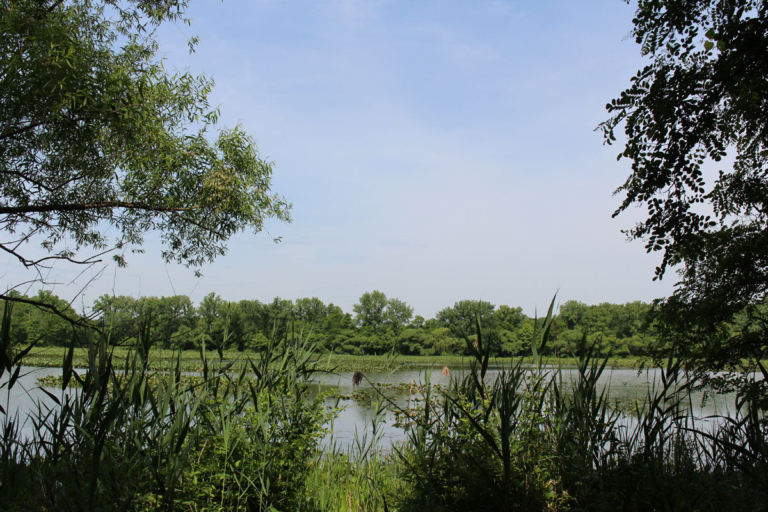 County to discuss Roebling wetlands restoration plans at public meeting