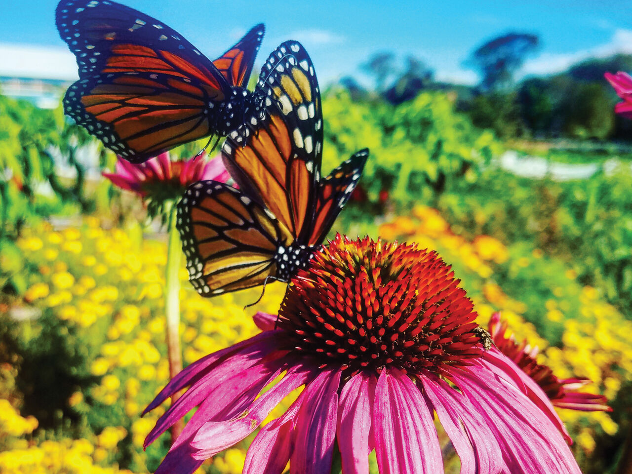 IMG_20171023_193631_012