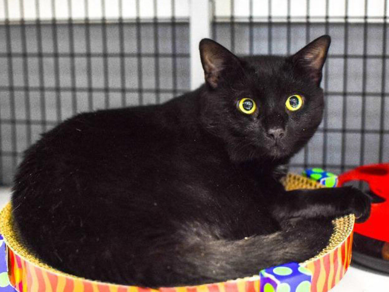 EASEL Animal Rescue League’s October rescues of the month