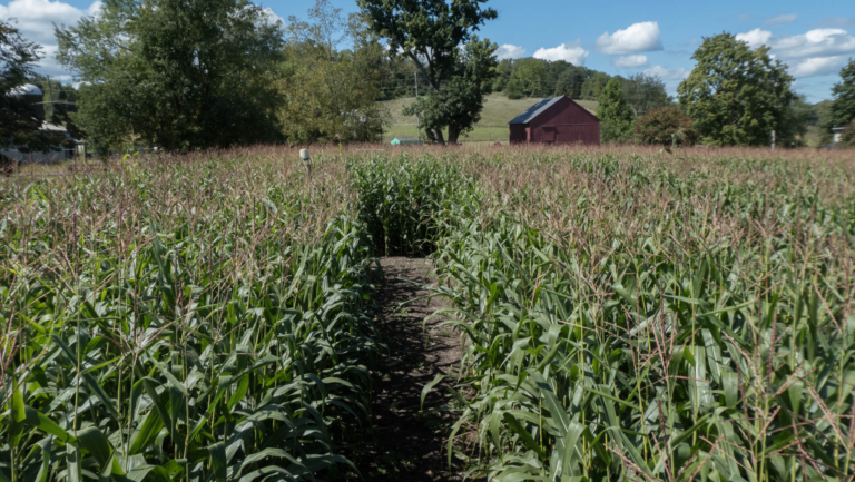 Howell Living History Farm Corn Maze open on weekends through October