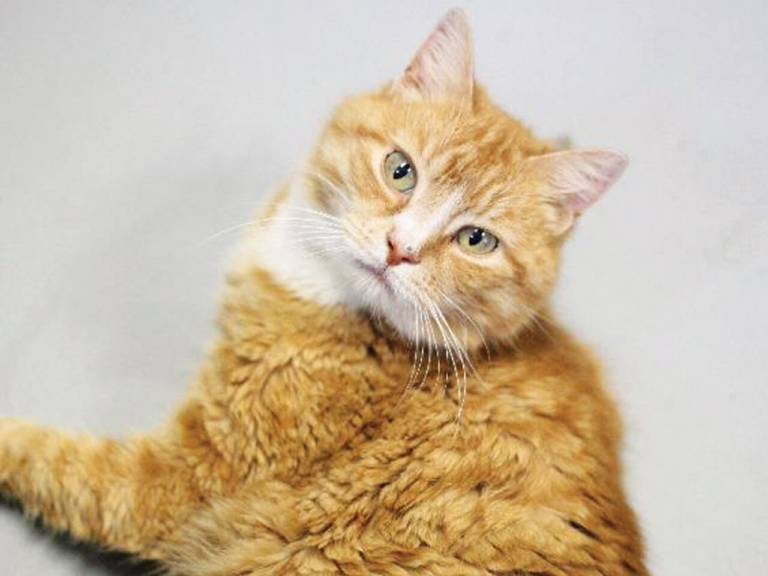 EASEL Animal Rescue League’s November rescues of the month