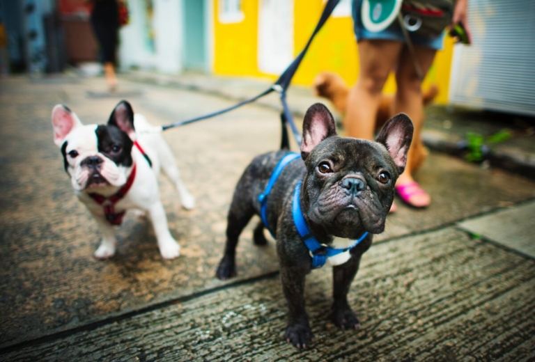 Charitable groups join up to feed pets for the holidays