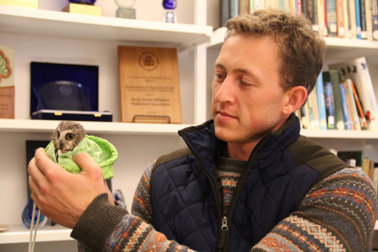 Banner year for banded owls