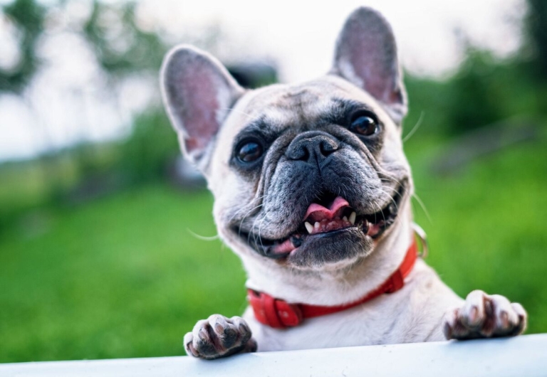 Lawrence dog license renewal, rabies clinic set for January