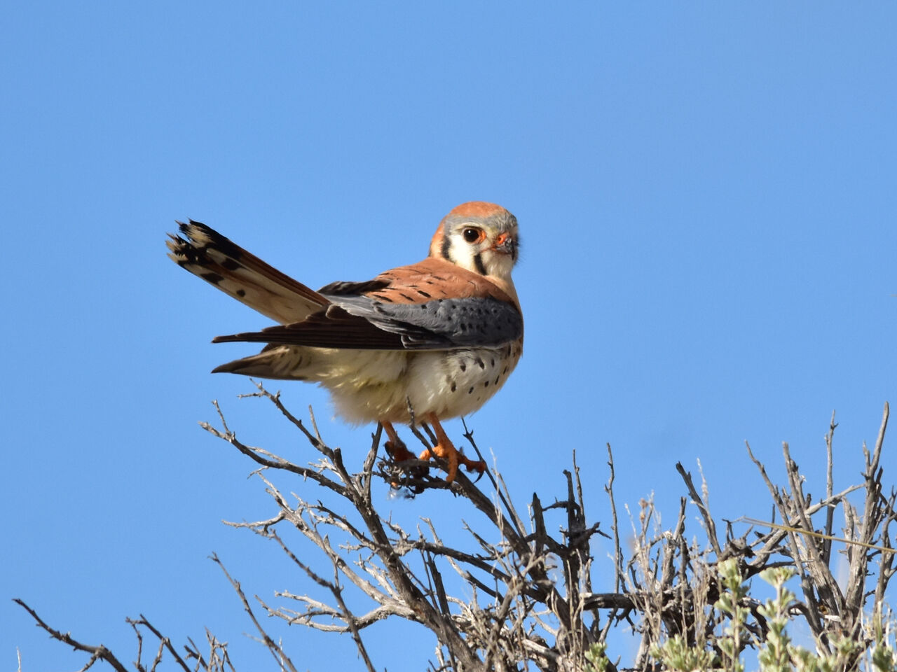 2019 03 HE Kestrel