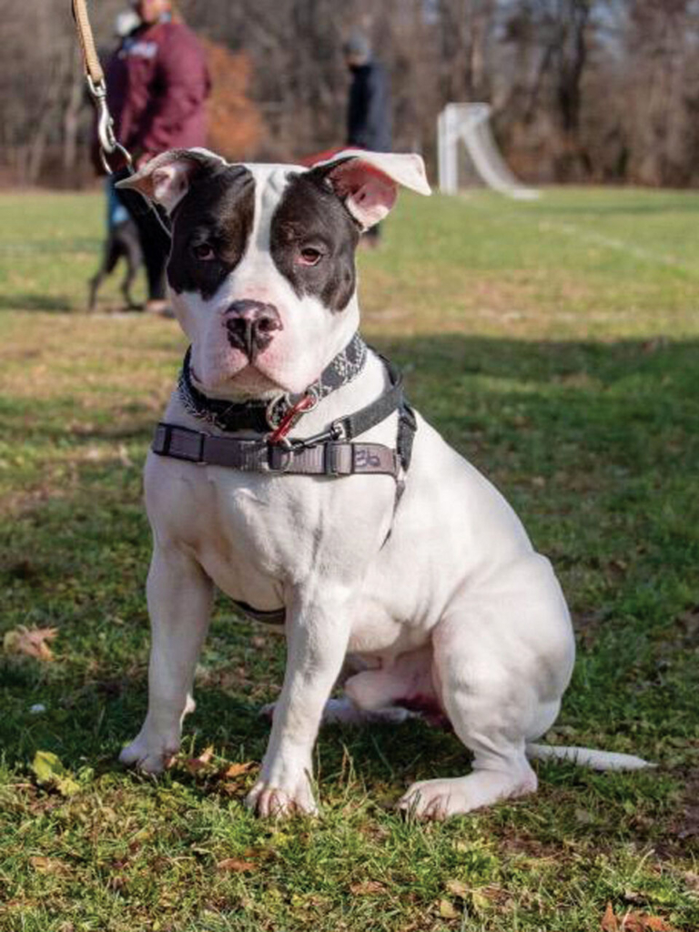 EASEL Animal Rescue League’s March rescues of the month