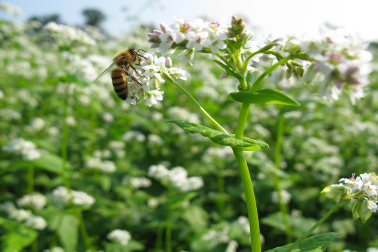 Mercer County partners with Ewing to create pollinator habitat