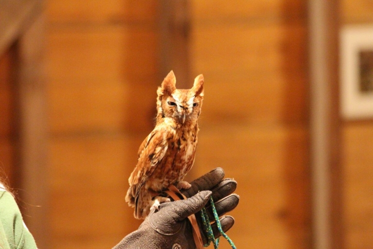 Naturally Friends series to begin with owl talk at Howell Farm