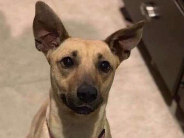 EASEL Animal Rescue League’s April rescues of the month