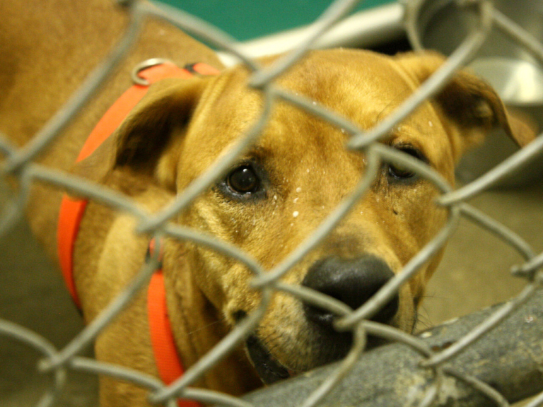 Hamilton Township Council to meet days after charges filed in animal shelter cruelty case